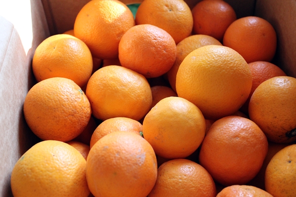 Orangen & Zitronen direkt beim Erzeuger bestellen - die Shopübersicht